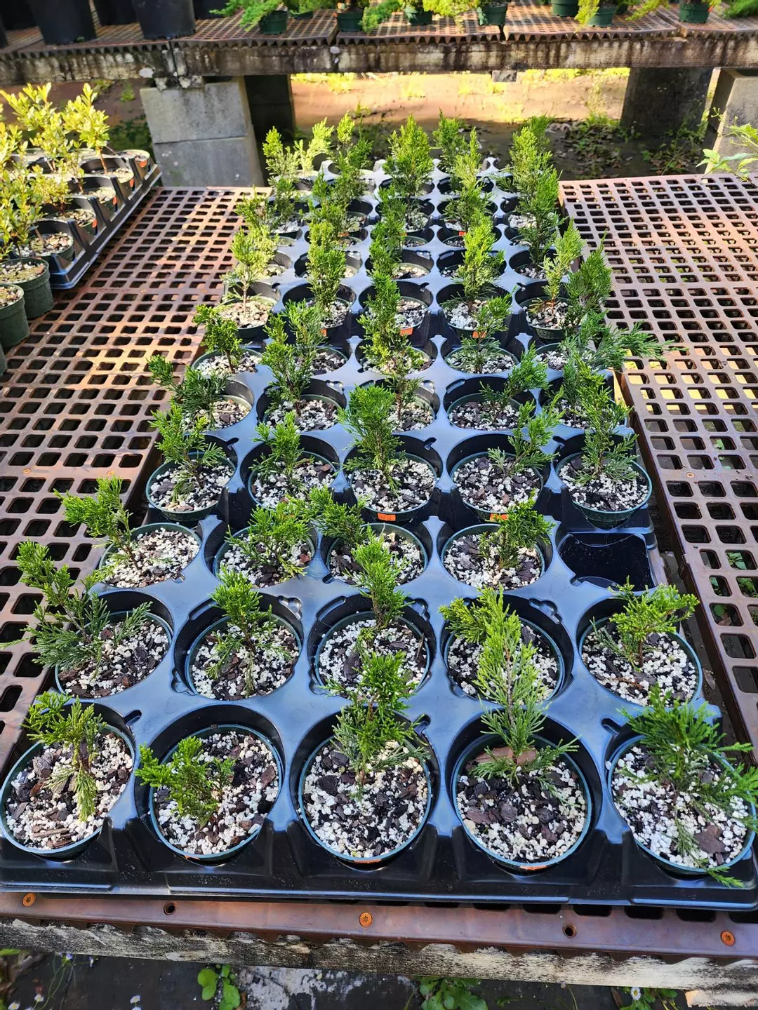 Spartan Juniper in 4 inch sellers choice thumbnail