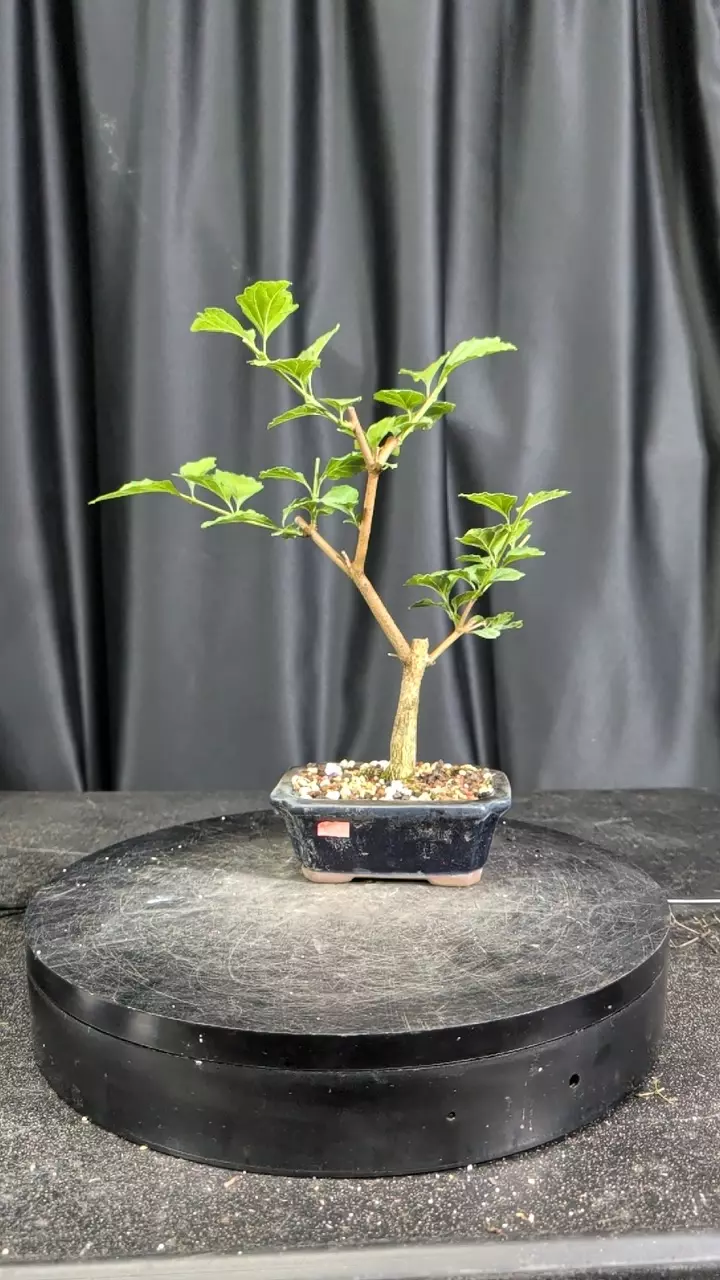 33 musk Maple thumbnail