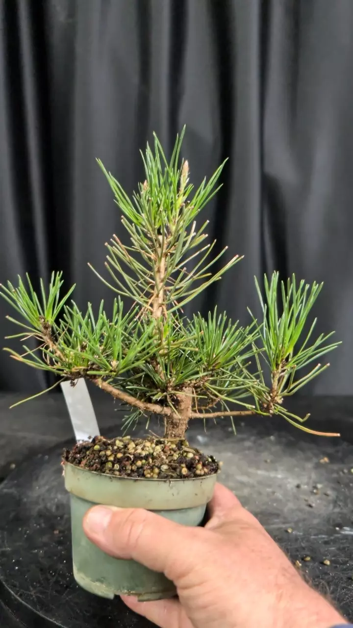 4" black pine shohin sellers choice thumbnail