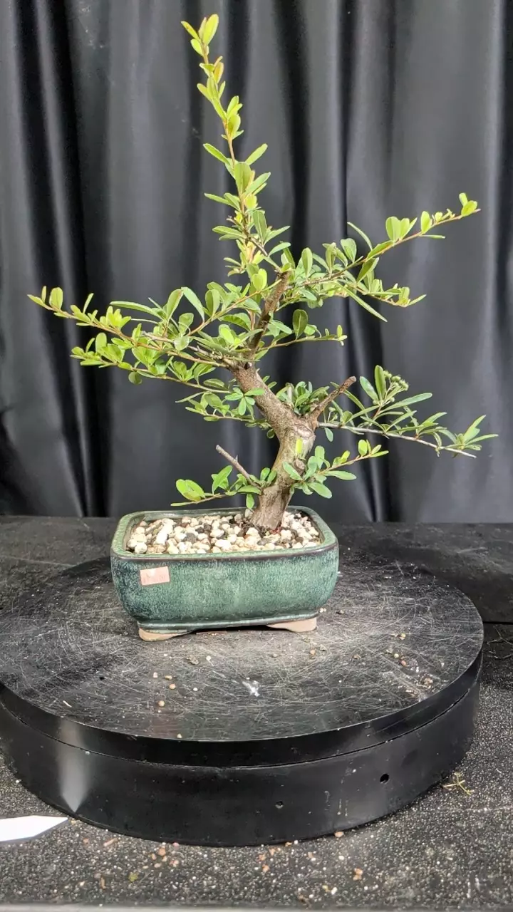#46 pyracantha thumbnail