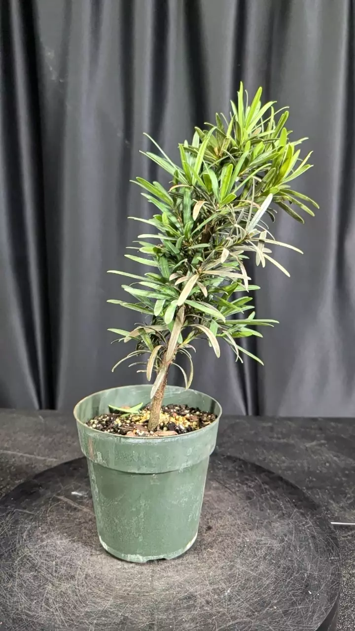 podocarpus in a 6" pot sellers choice thumbnail