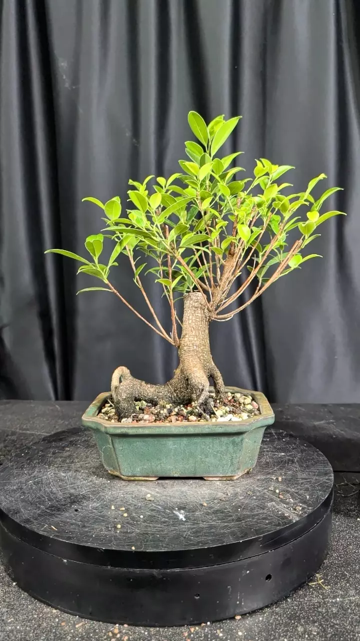 #47 tiger bark in an 8" pot thumbnail