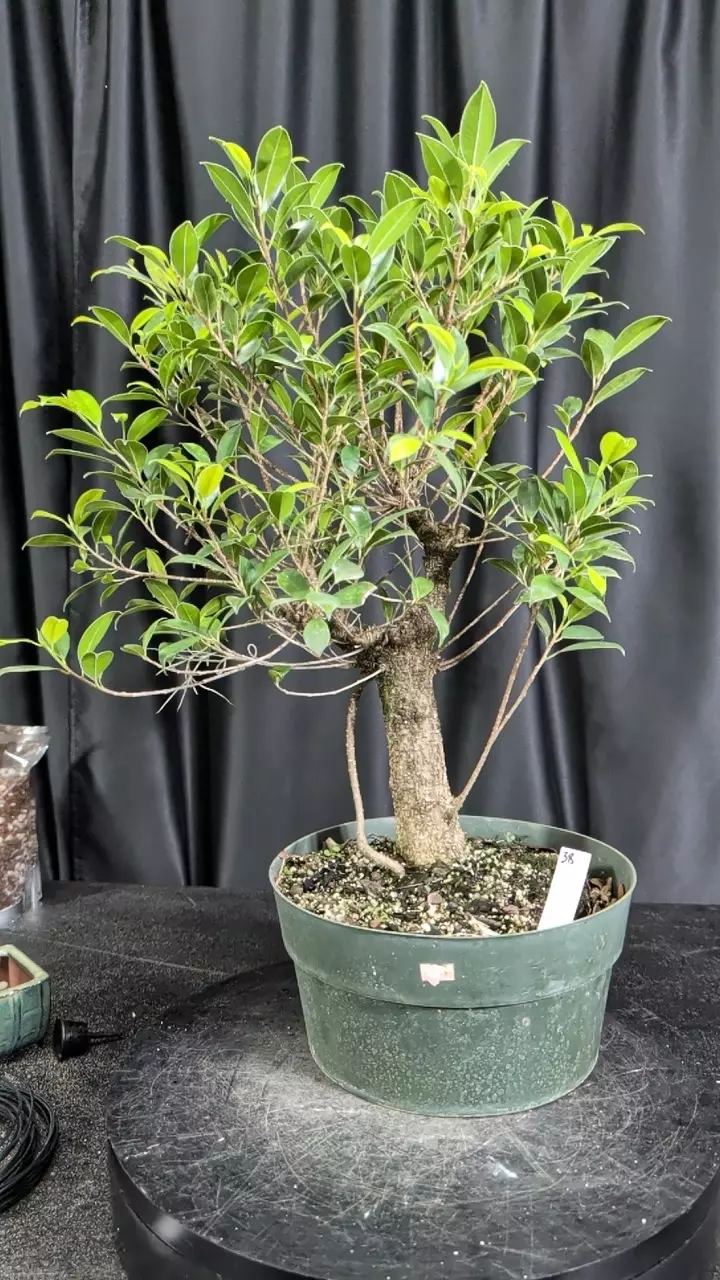 #38 tiger bark in a 10" pot thumbnail