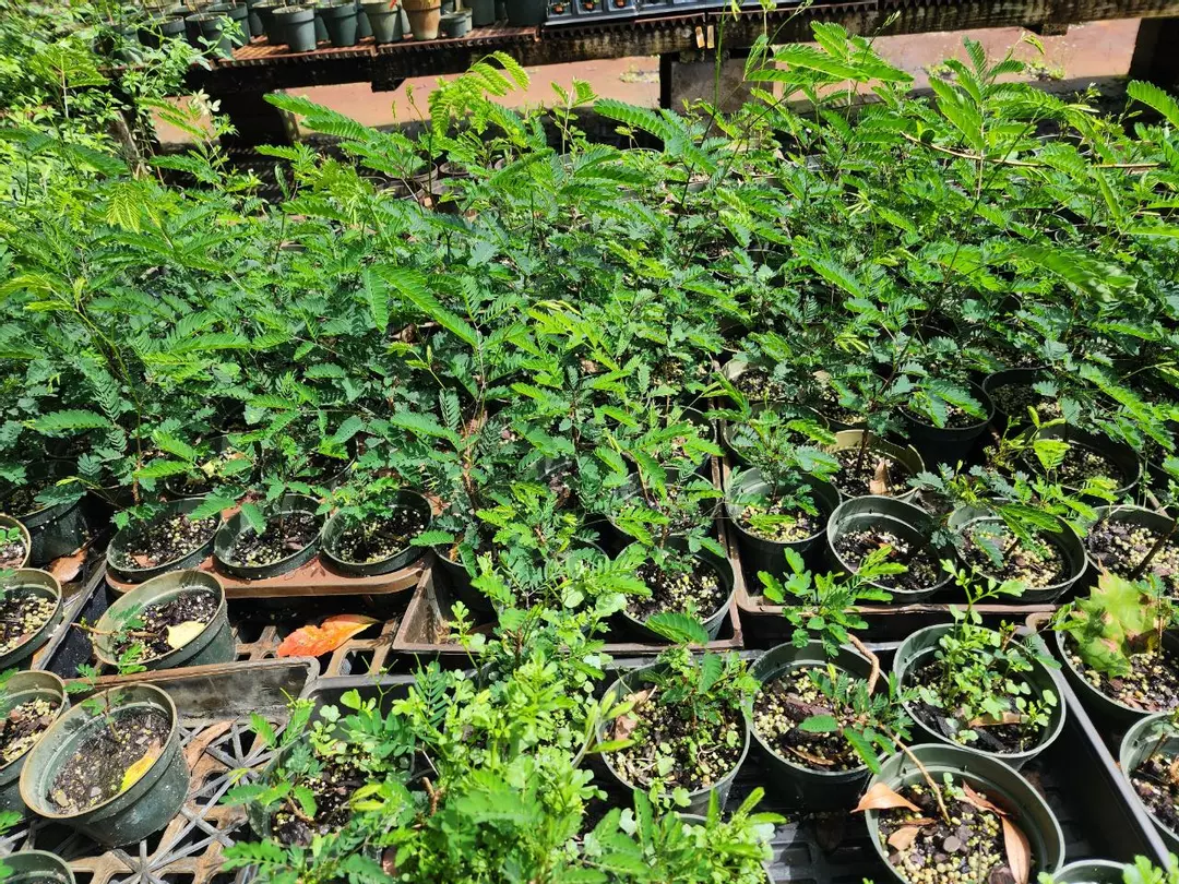 texas ebony seedling in a 4" pot sellers choice thumbnail