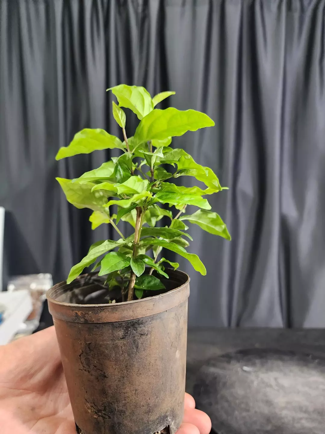 kings mantle in a  4" pot  sellers choice thumbnail