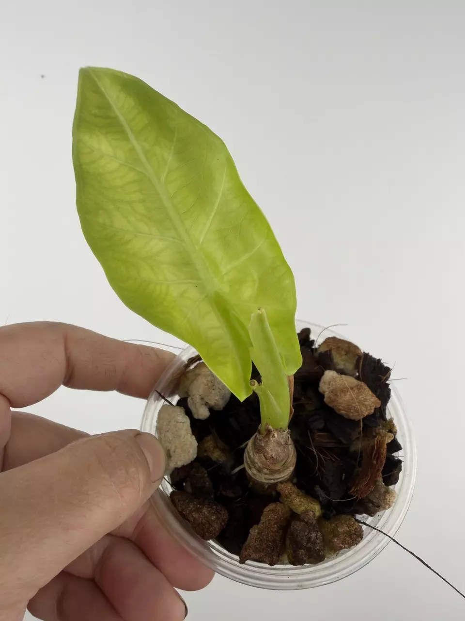 Alocasia Kentawan # 737 thumbnail