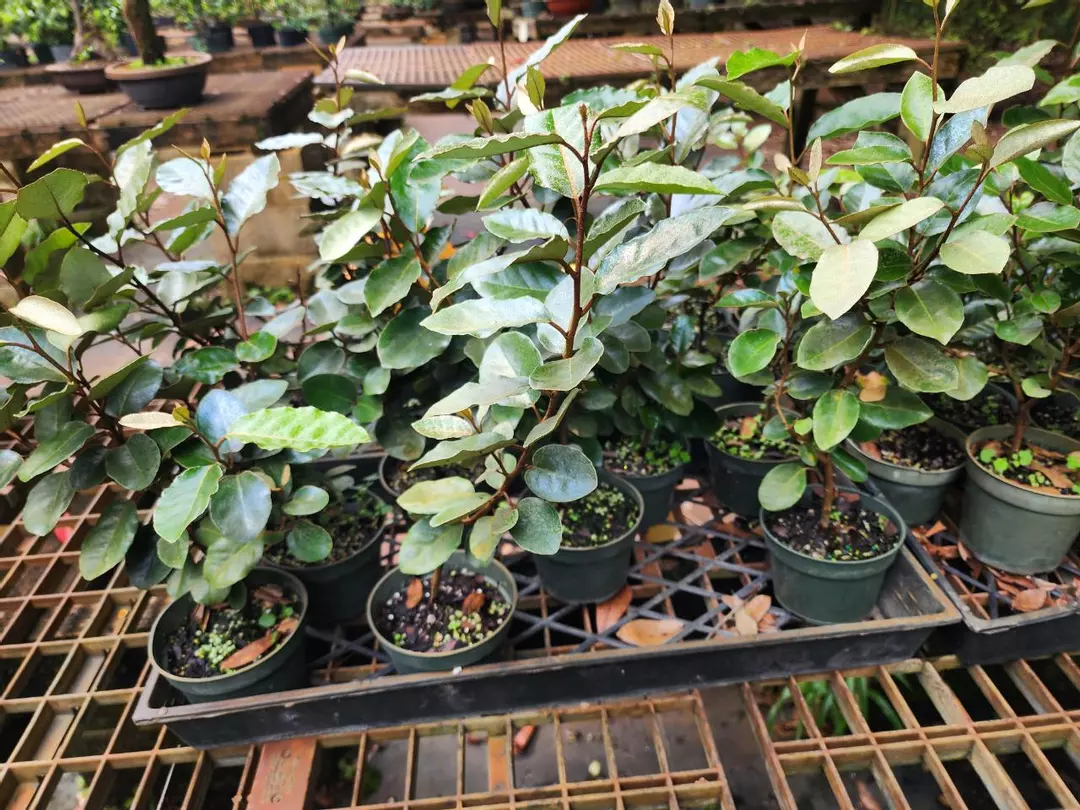 elaegnus pungens in a 4" pot  sellers choice thumbnail
