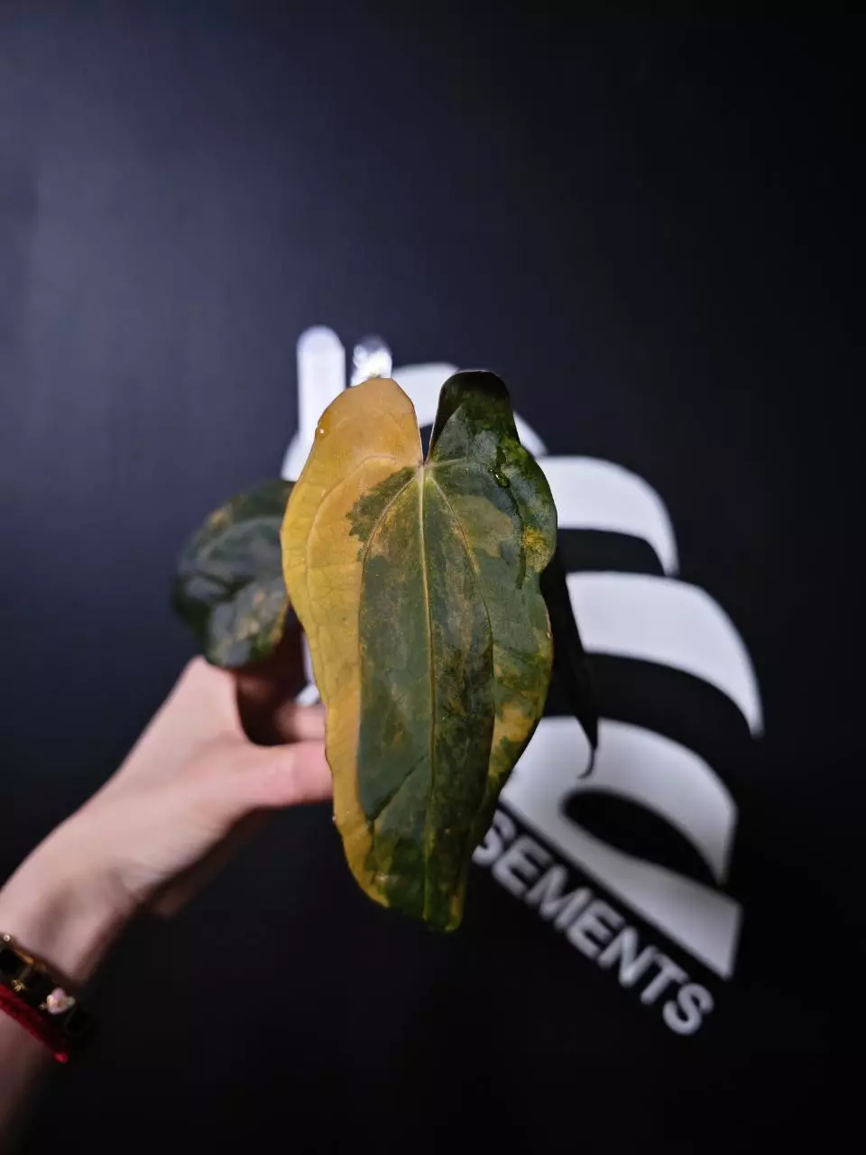 L527004 Anthurium BVEP Var SSSS thumbnail