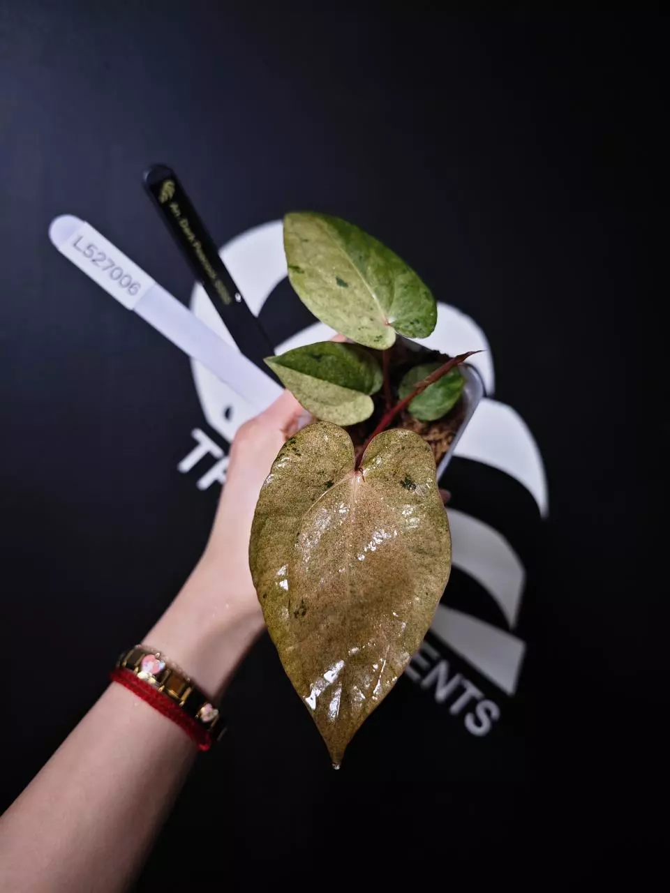 L527006 Anthurium Dark Peacock SSSS thumbnail