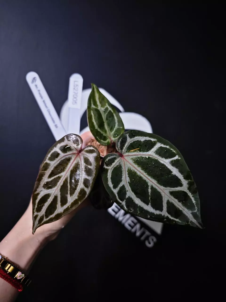 L527005 Anthurium Purple Velvet Chocolate SS thumbnail