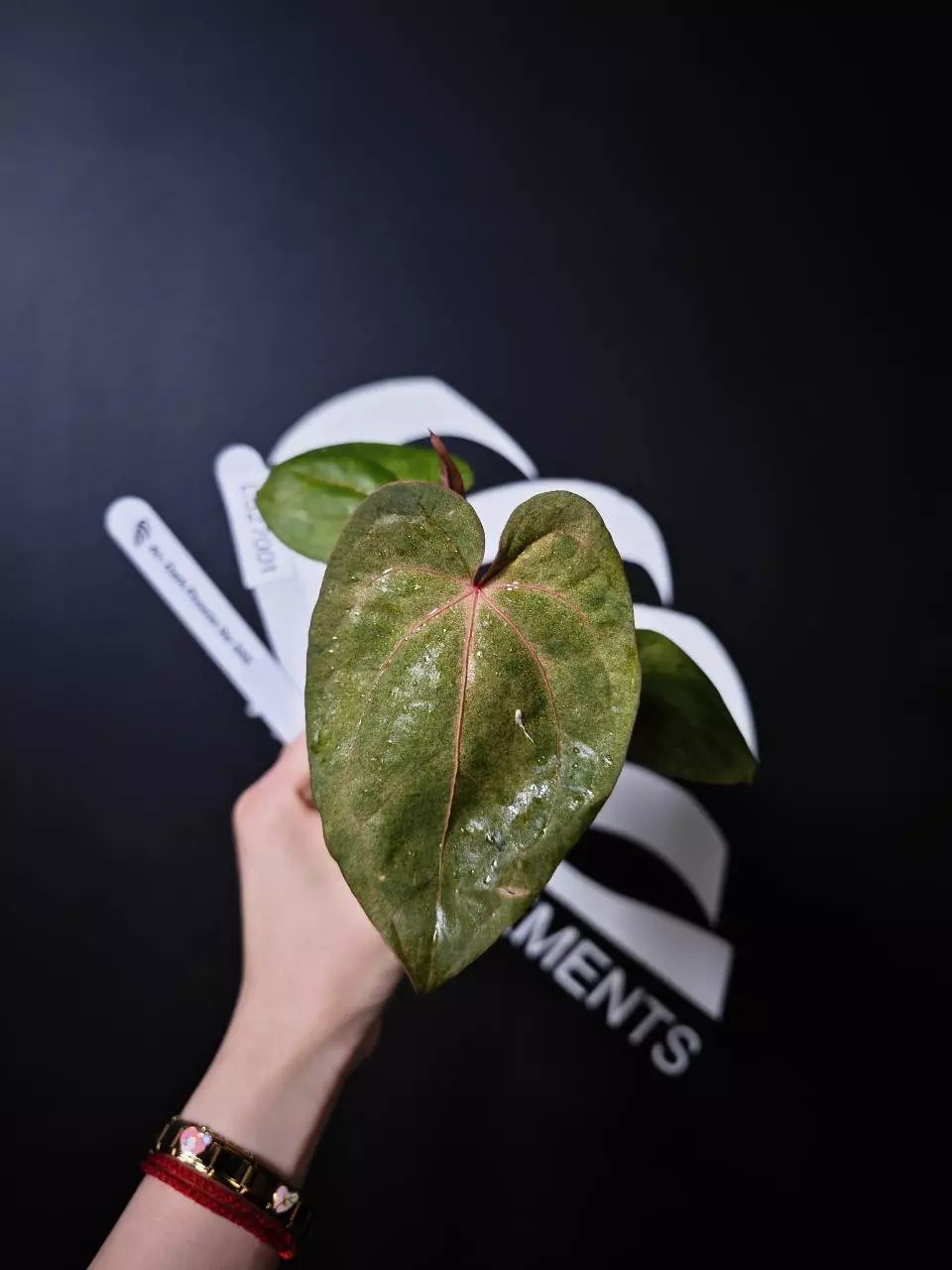 L527001 Anthurium Dark Phoenix Var SSS thumbnail