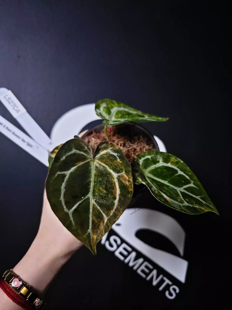 L527C4 Anthurium Forgetii x Red Queen Var SSS thumbnail