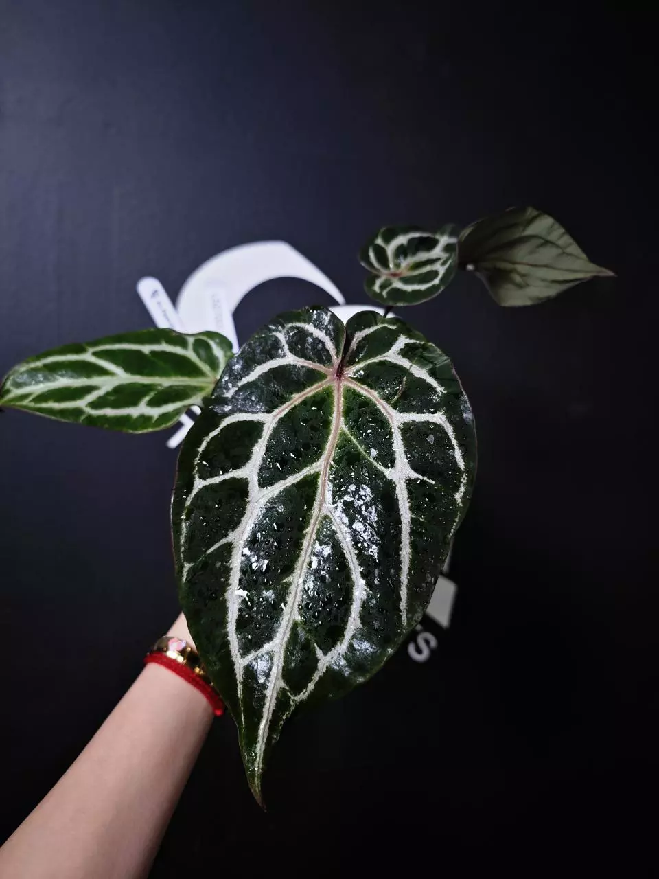 L527000 Anthurium Flash (Red Oracle Selected) SSS thumbnail