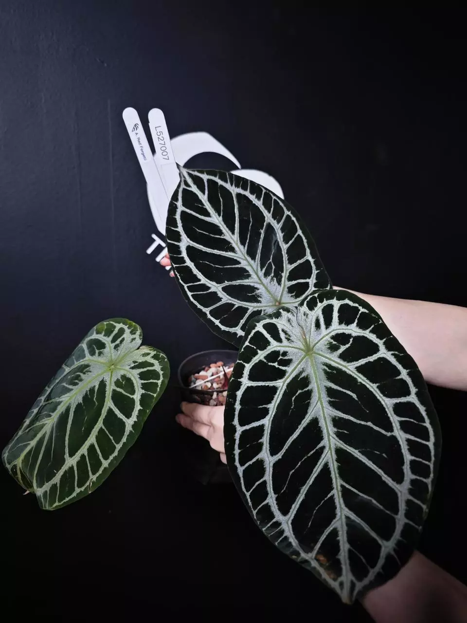 L527007 Anthurium Red Forgetii thumbnail