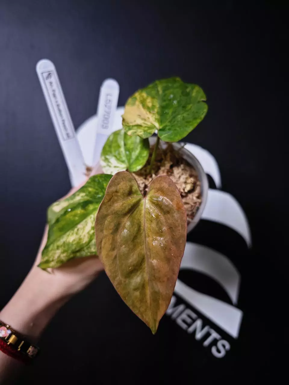 L527003 Anthurium Papi x Bullion Peach SS thumbnail