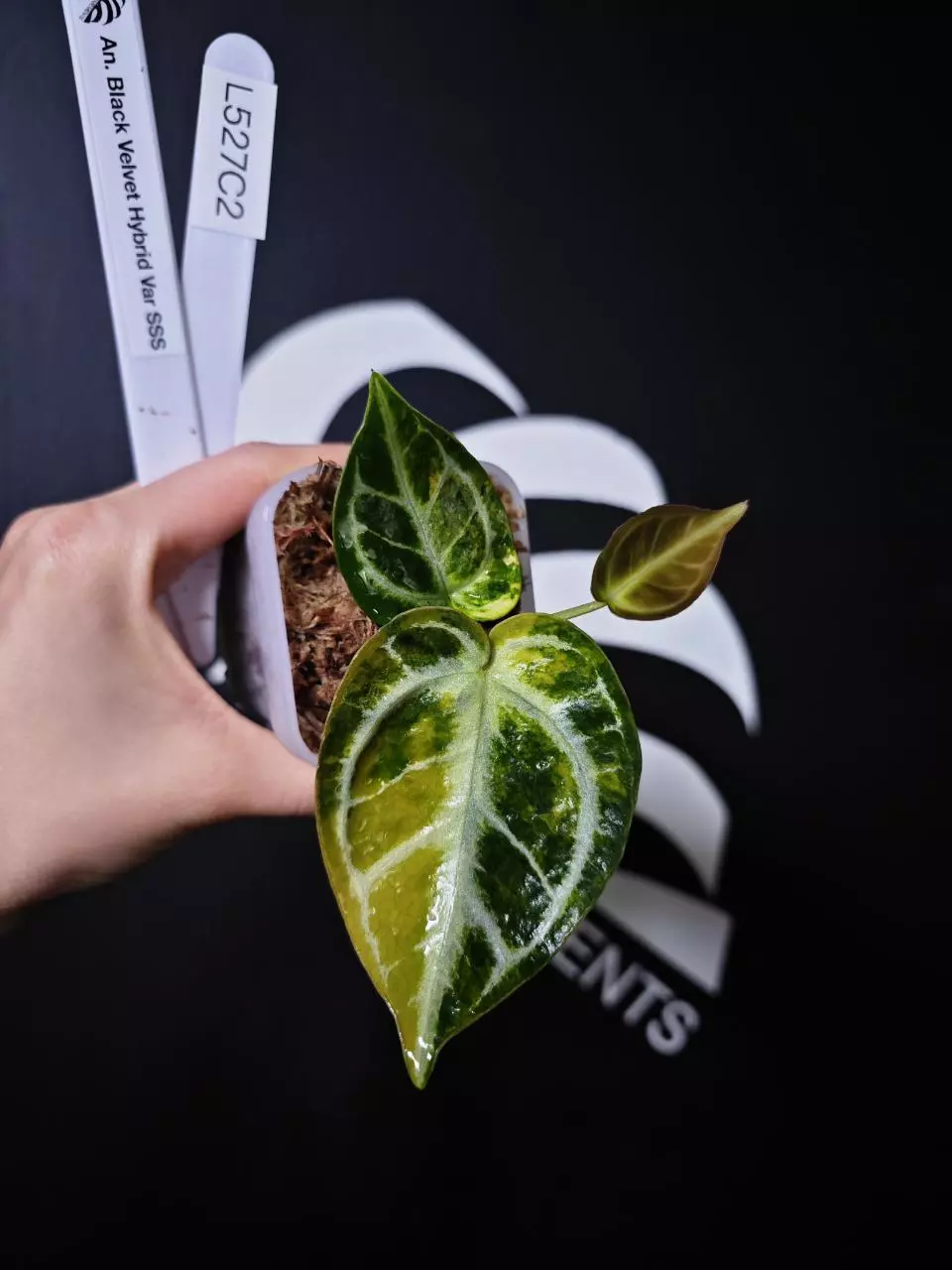 L527C2 Anthurium Black Velvet Hybrid Var SSS thumbnail