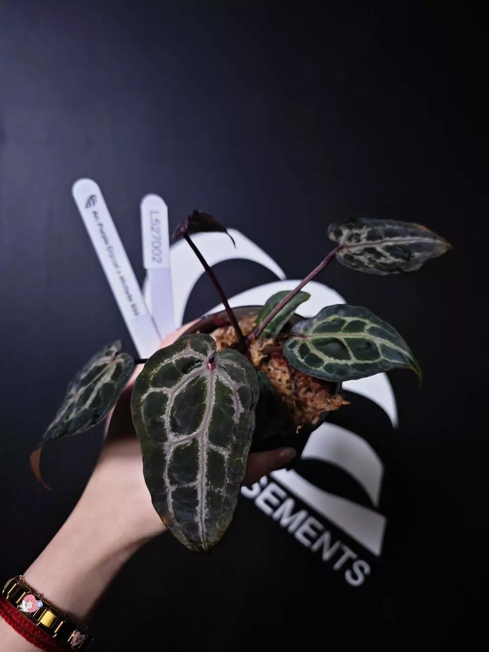 L527002 Anthurium Purple Crystal x Michelle SSS thumbnail