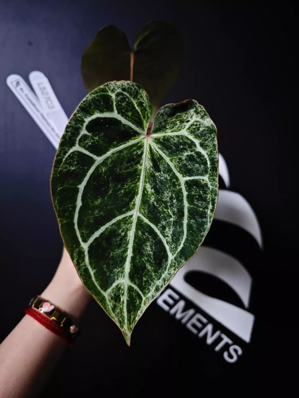 L527C3 Anthurium Crystallium Platinum Var SSS thumbnail