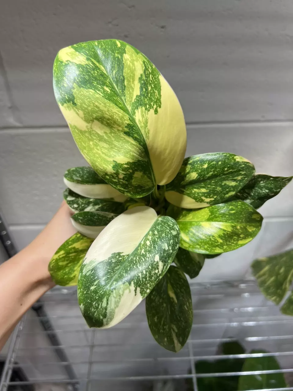 Philodendron Green Congo Nuclear 4” Grower’s Choice thumbnail