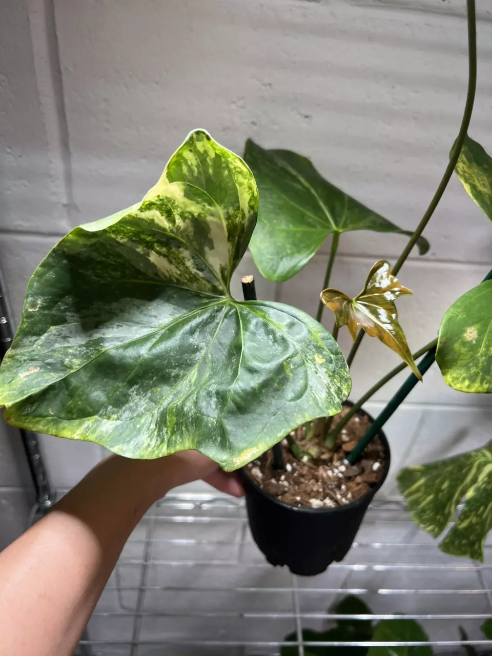 Anthurium Pterodactyl 5” Exact thumbnail