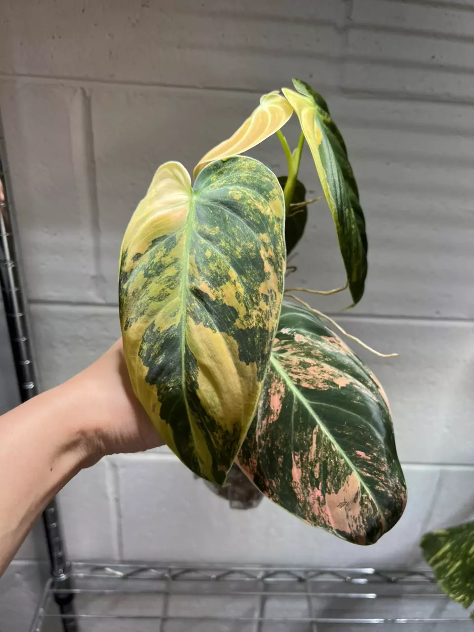 4” Philodendron Melanochrysum Orange A thumbnail