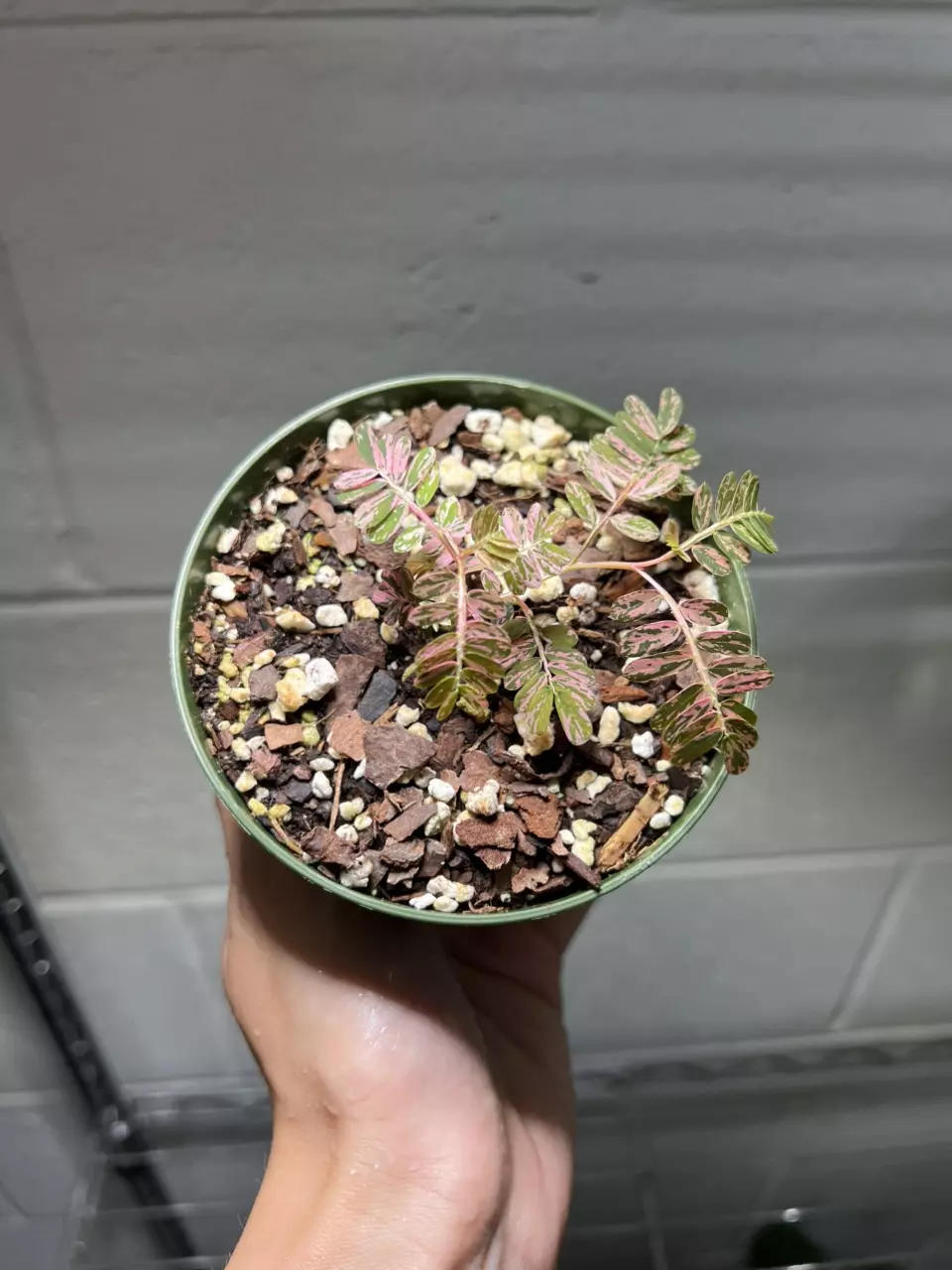 Phyllanthus Urinaria Pink 4” Grower’s Choice thumbnail