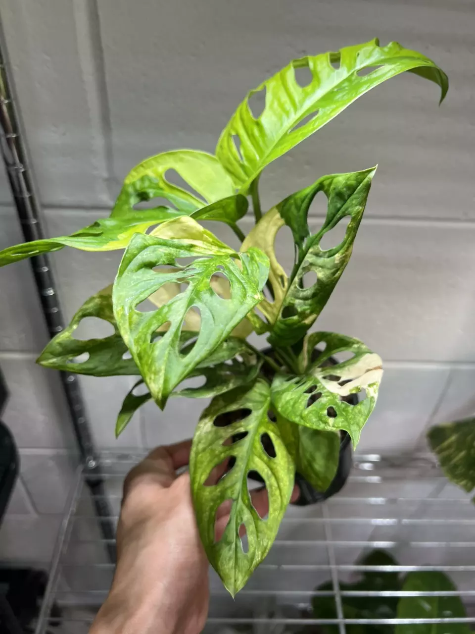 Monstera Adansonii Aurea 4” Exact thumbnail