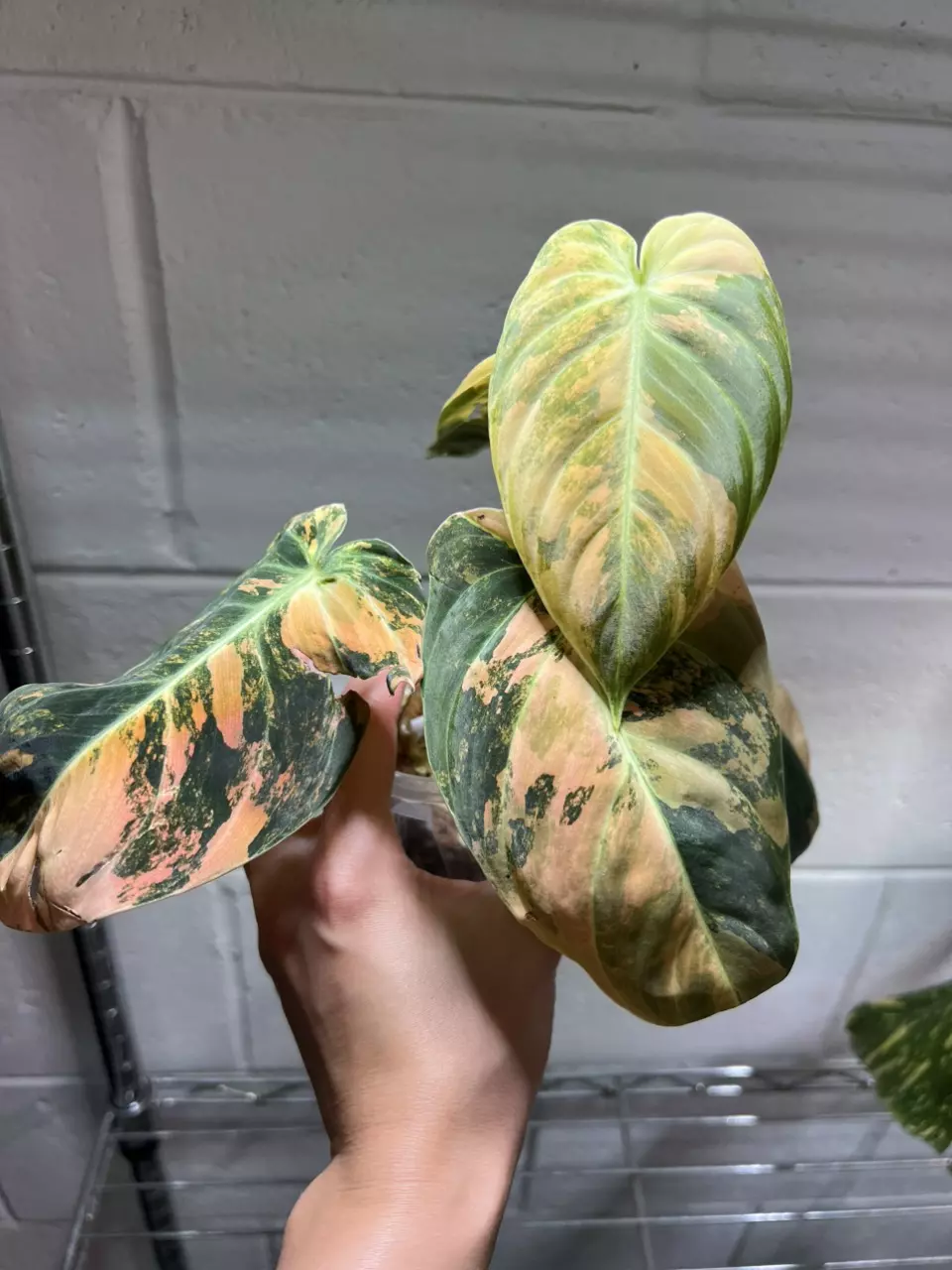 4” Philodendron Melanochrysum Orange B thumbnail