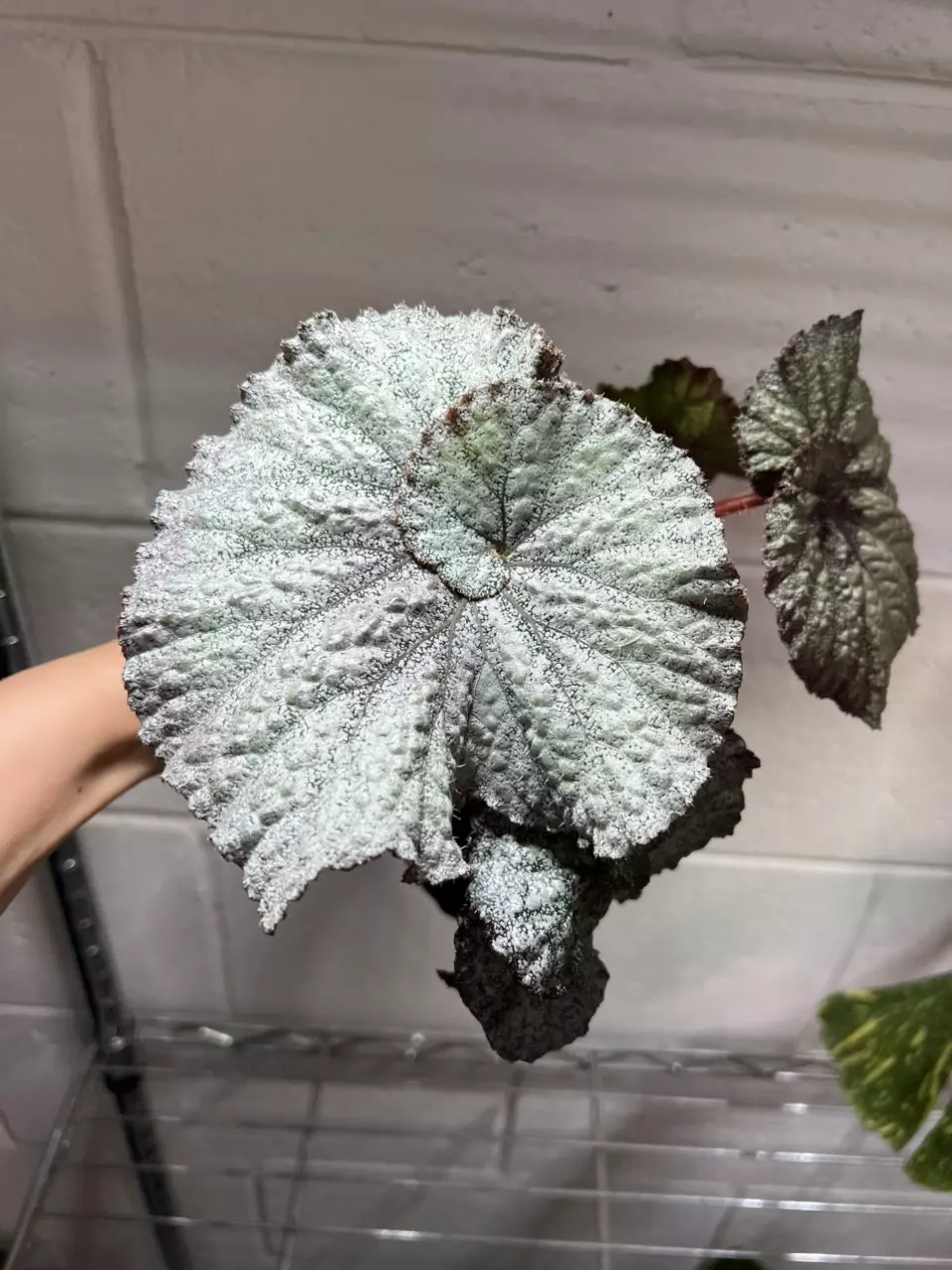 Begonia Super Universe 4” Grower’s Choice thumbnail