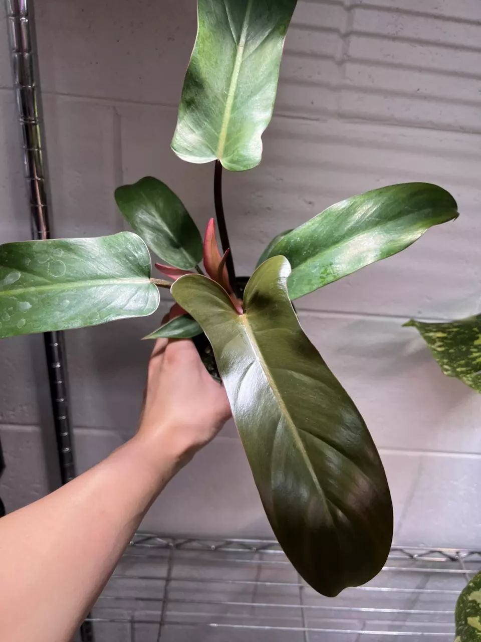 Philodendron Florida Bronze 4” Grower’s Choice thumbnail