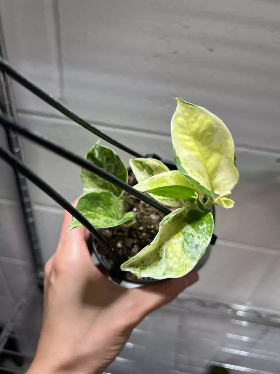 Epi Japanese Global Tricolor Pothos 4” Grower’s Choice thumbnail