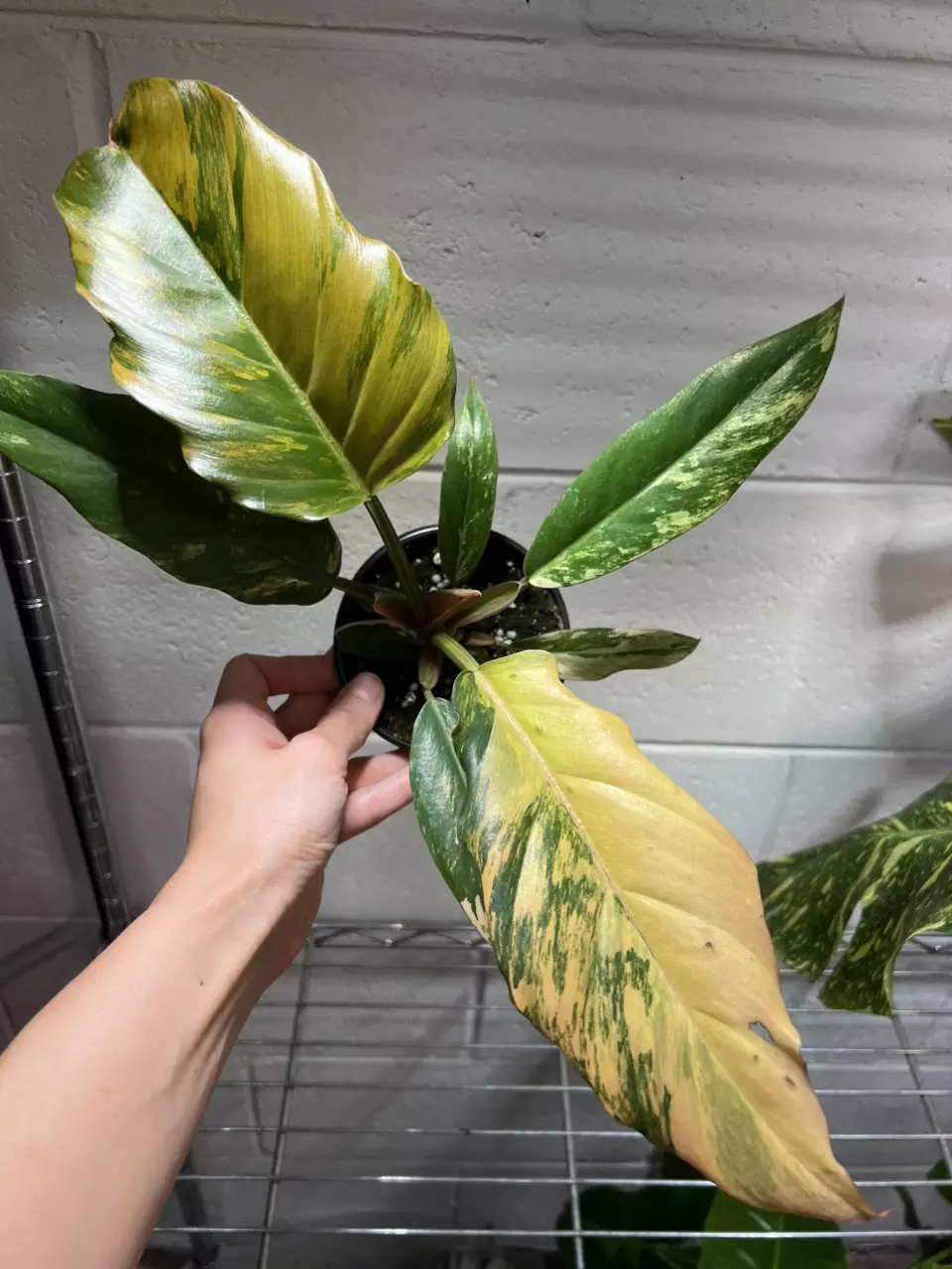 Philodendron Caramel Marble B thumbnail