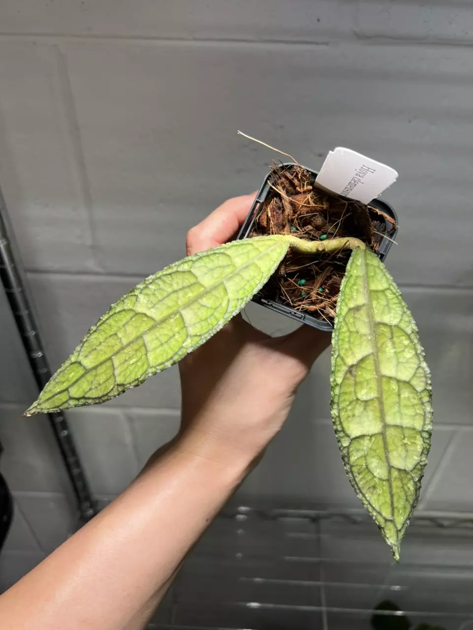Hoya Clemensiorum 3” Grower’s Choice thumbnail