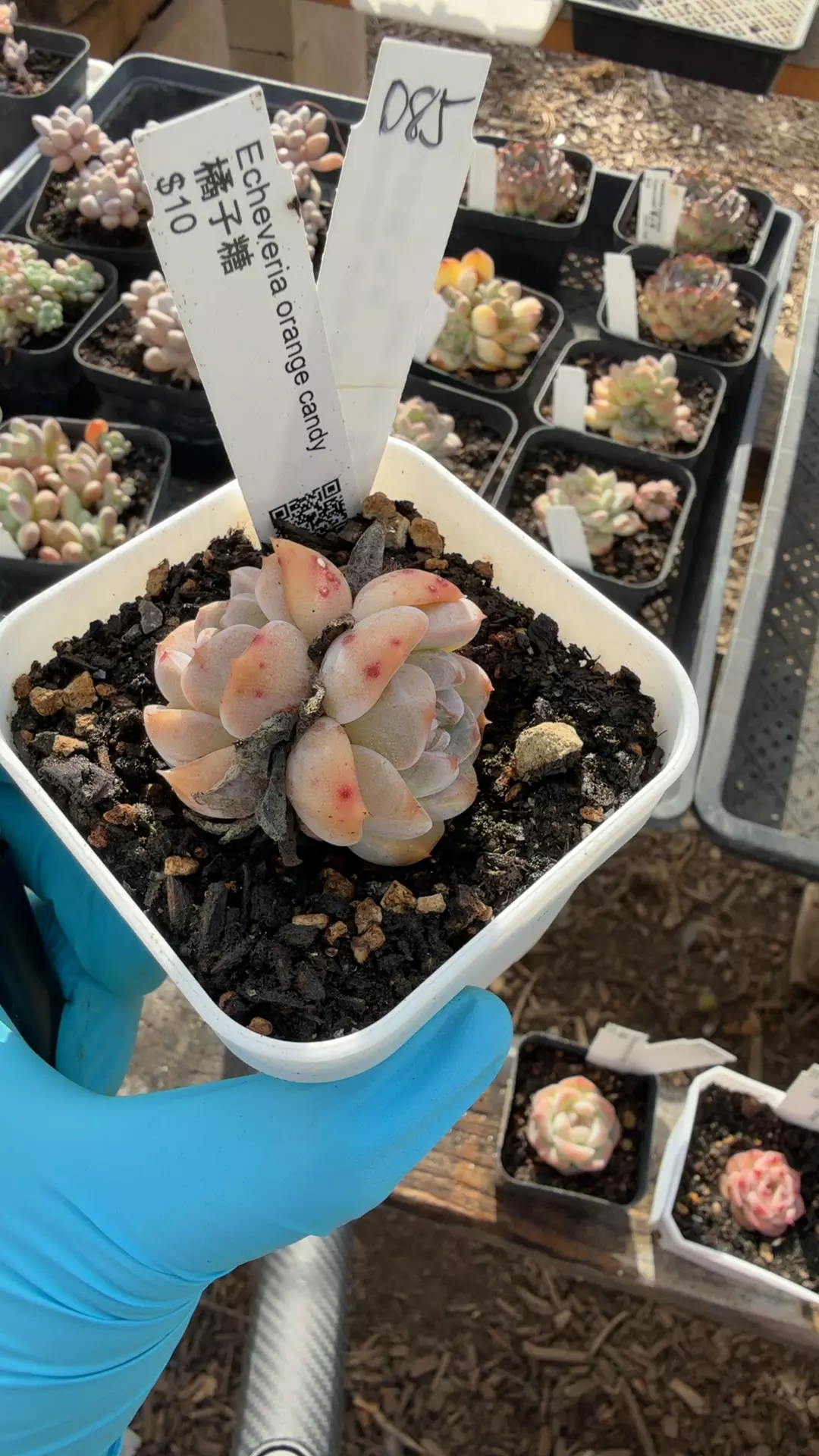 d85 orange candy thumbnail