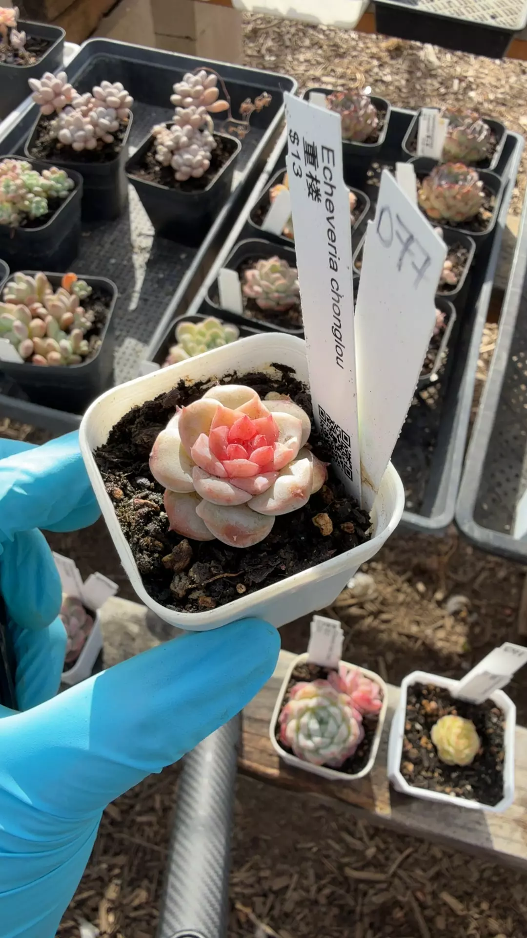 d77 chonglou thumbnail