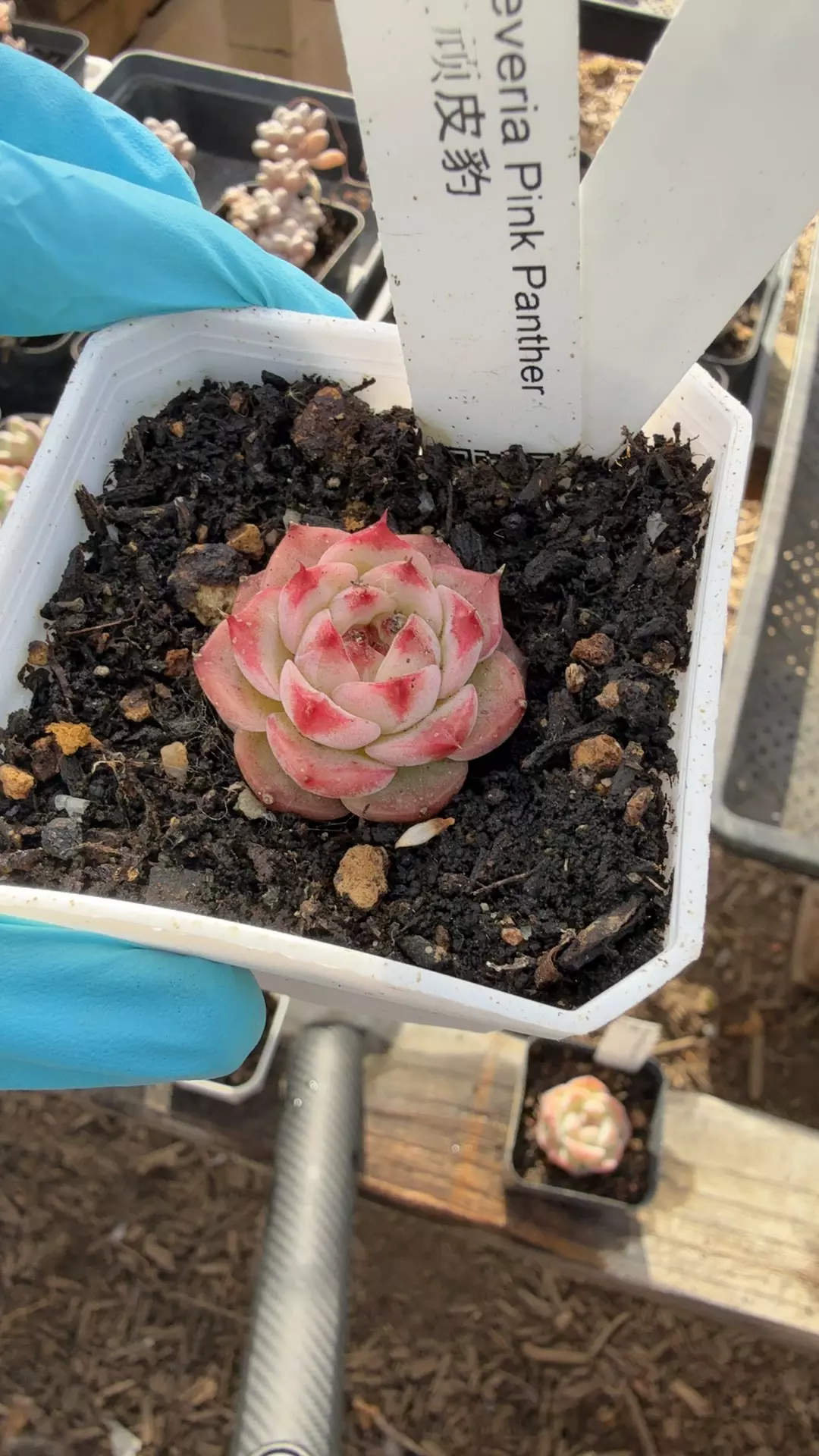 d80 pink panther thumbnail