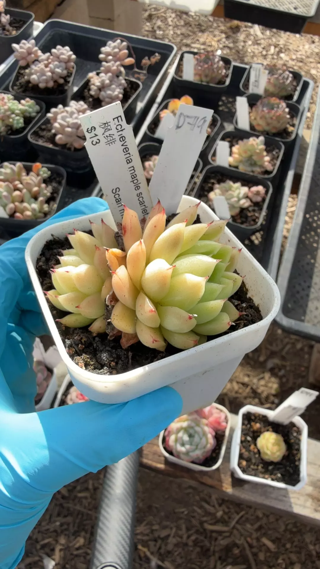 d79 maple scarlet thumbnail