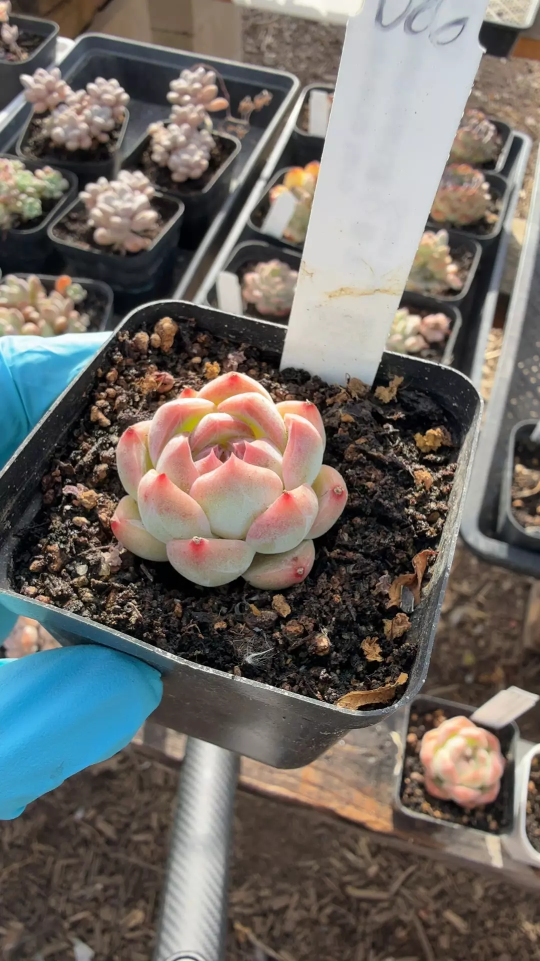 d86 clove thumbnail