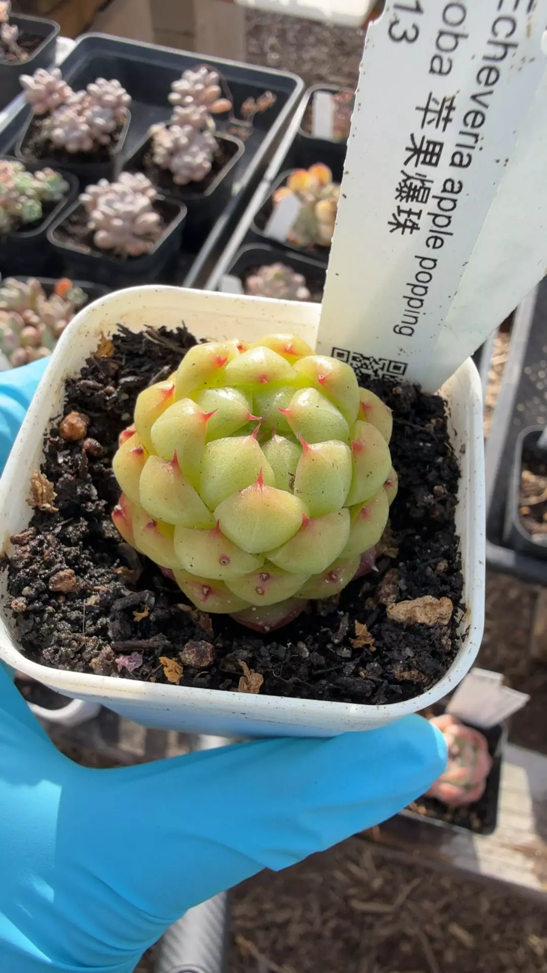 d88 apple popping boba thumbnail