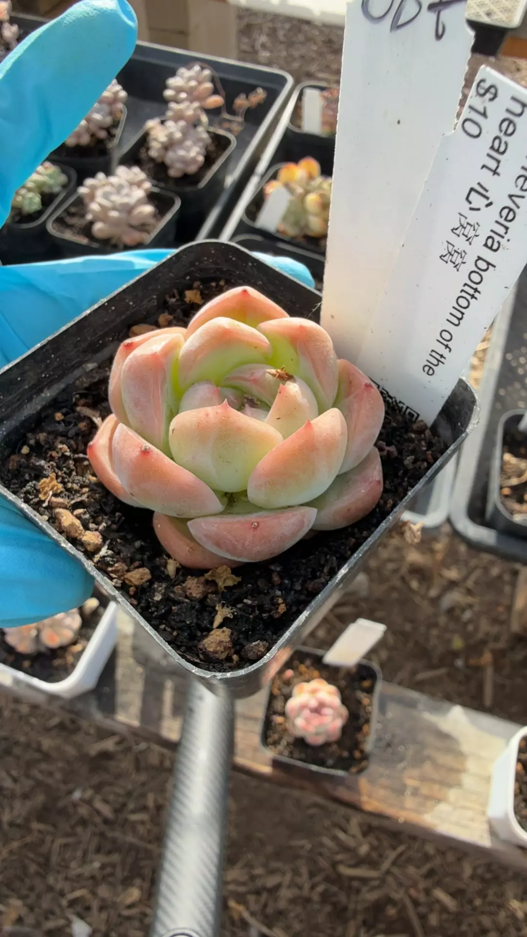 d87 bottom of the heart thumbnail