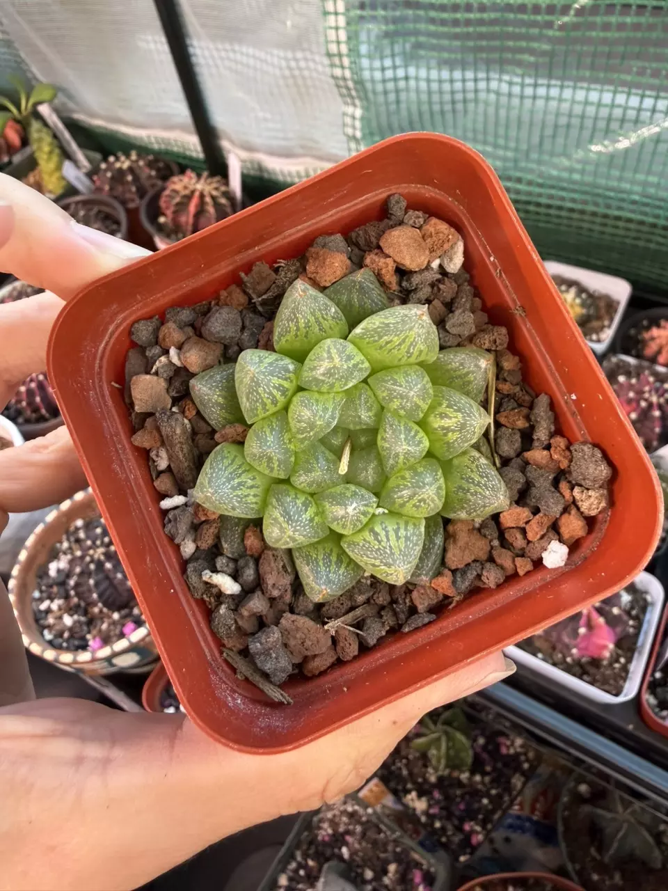 Haworthia Snow thumbnail