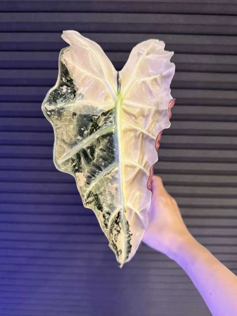 Alocasia Pink Amazonica thumbnail