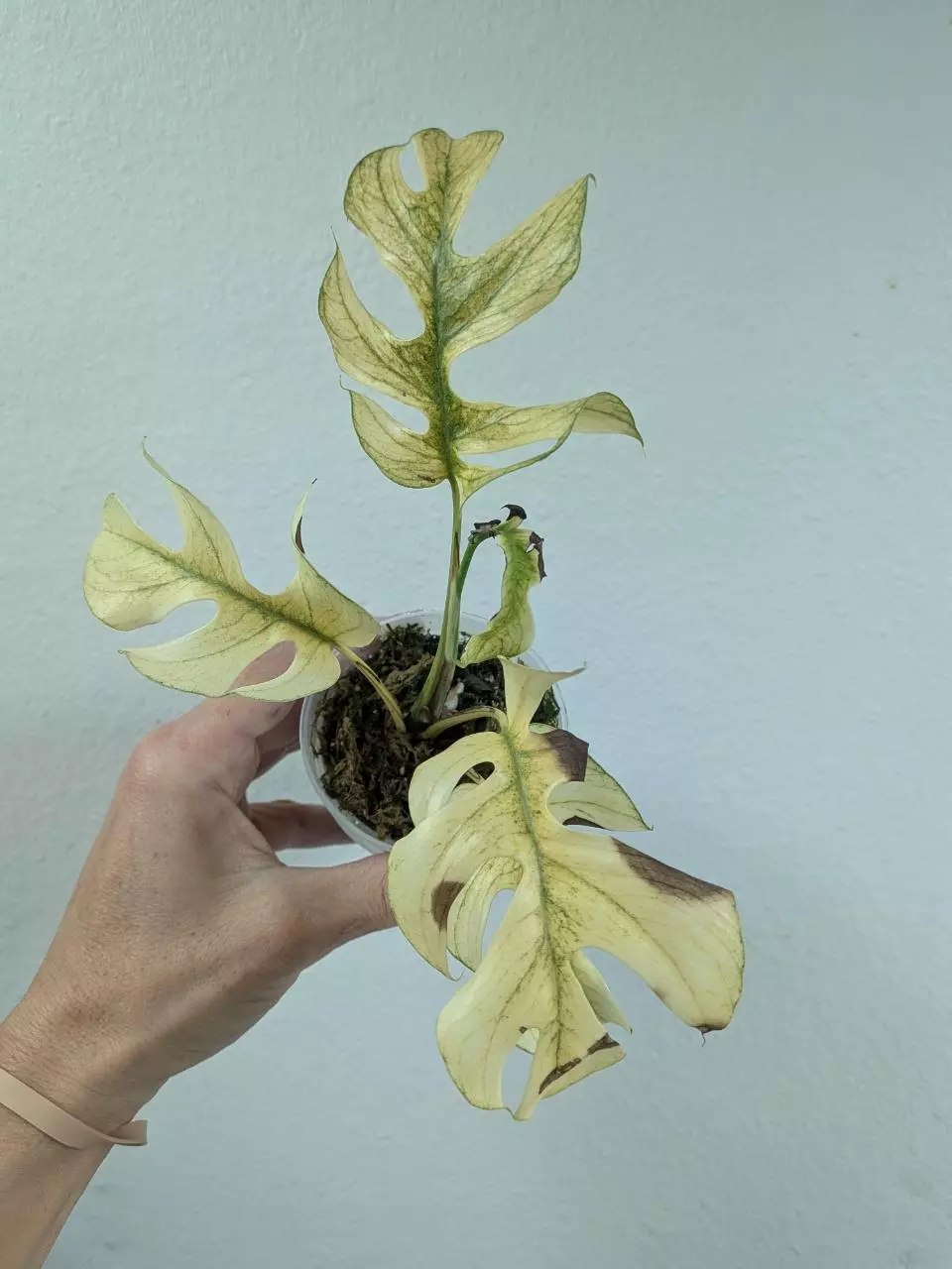 rhaphidaphora tetrasperma white monster thumbnail
