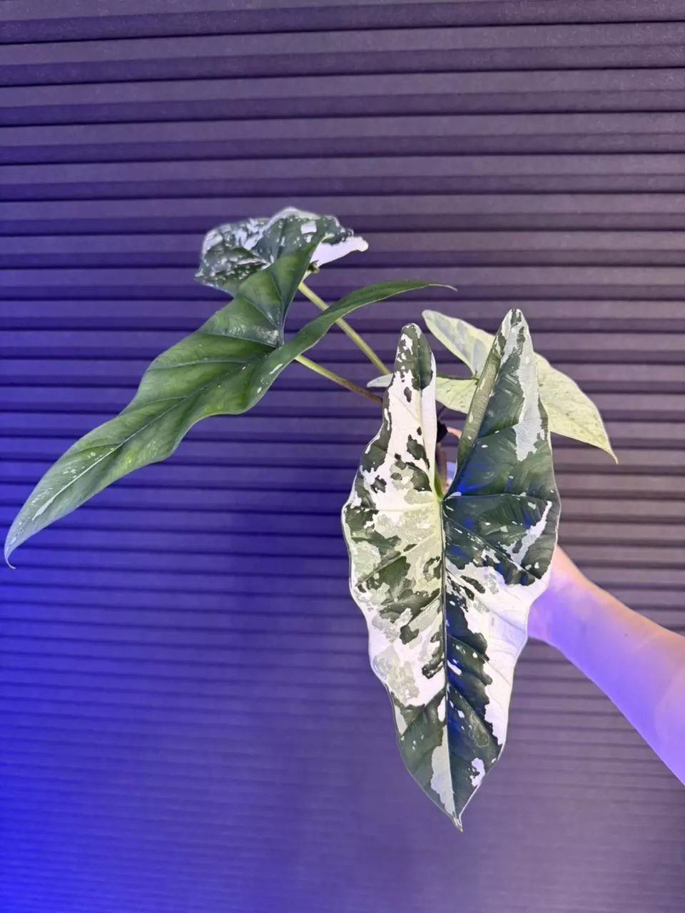 Alocasia Simpo Albo Large thumbnail