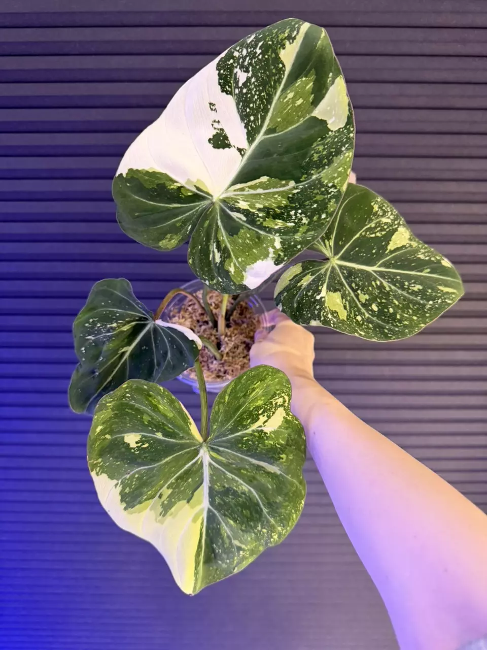 Variegated Gloriosum Type 2 thumbnail