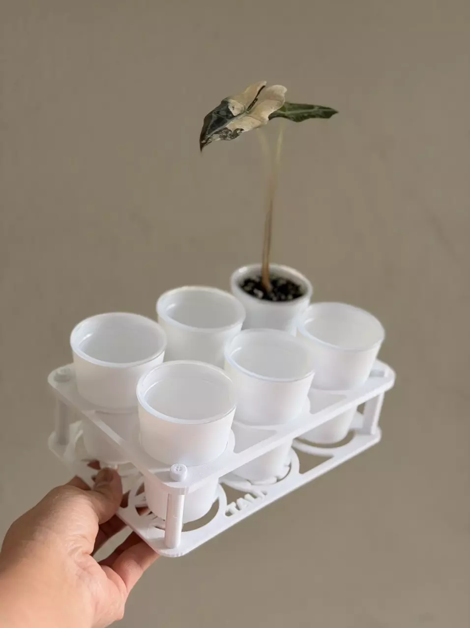 White cup holder and 2.5” self watering pots set of 6 pots thumbnail