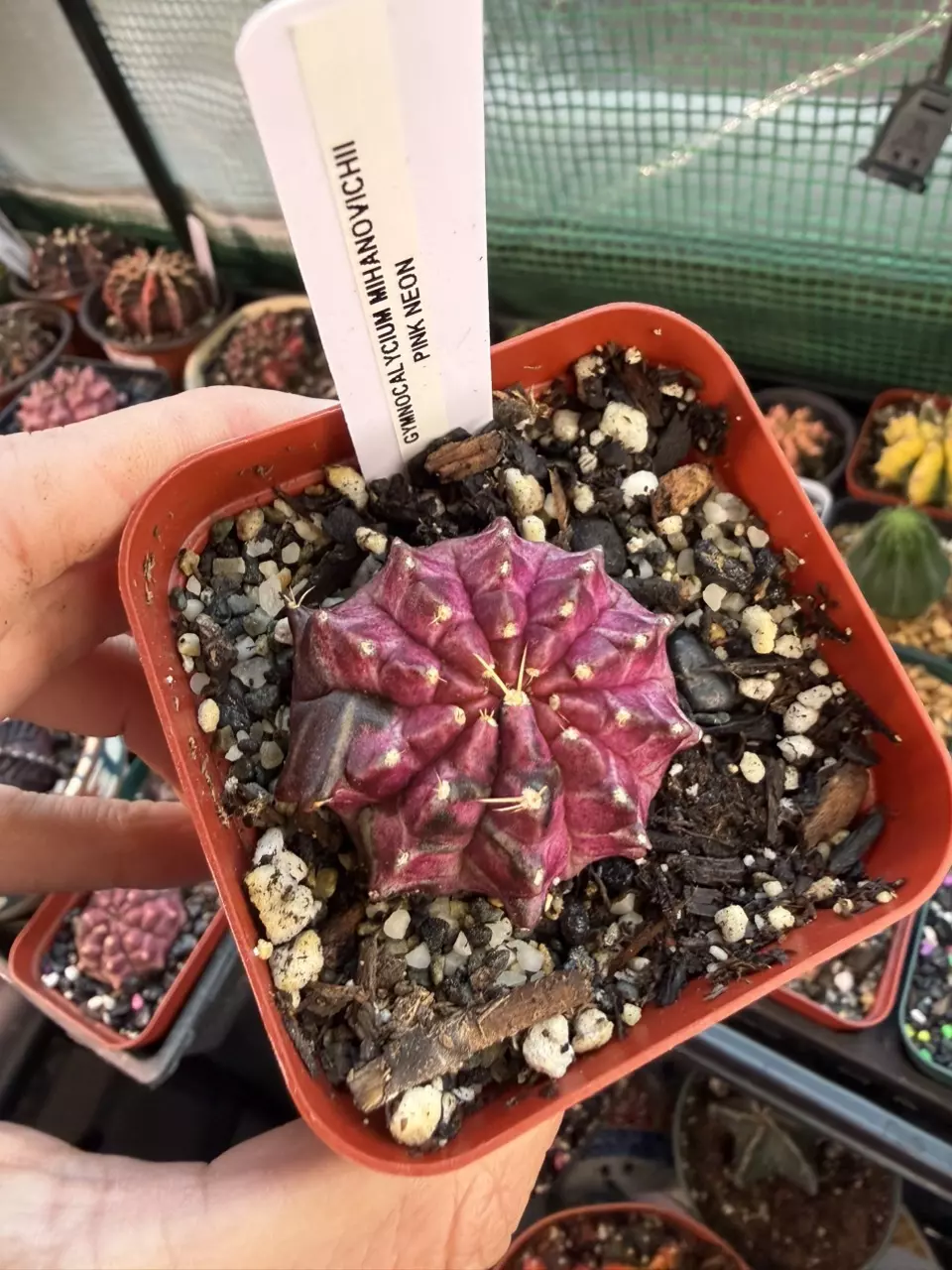 Purple neon crested thumbnail