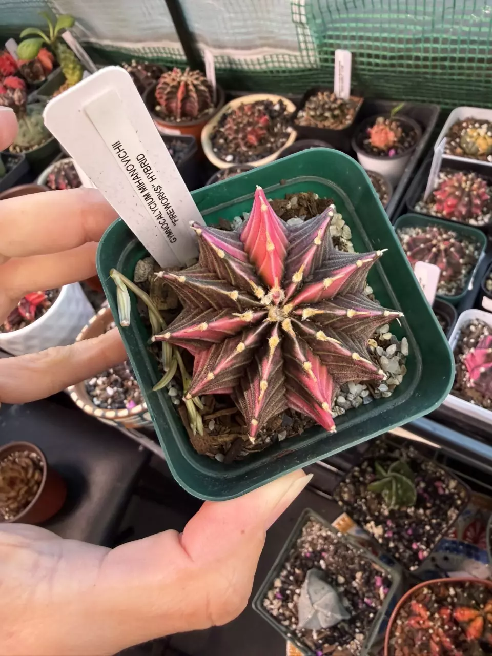 Fire works Seed grown thumbnail