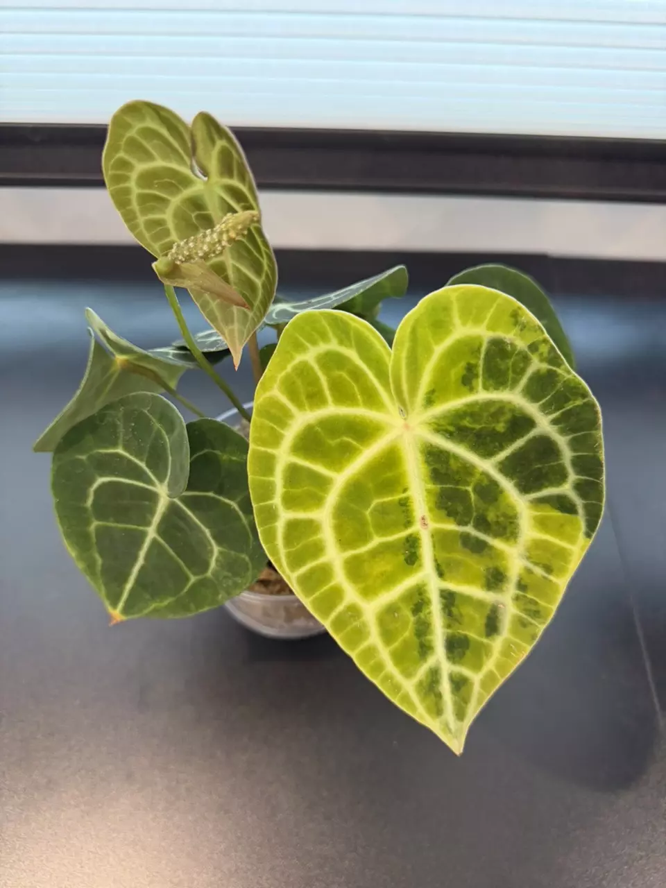Lemon Lime Clarinervium Variegated thumbnail