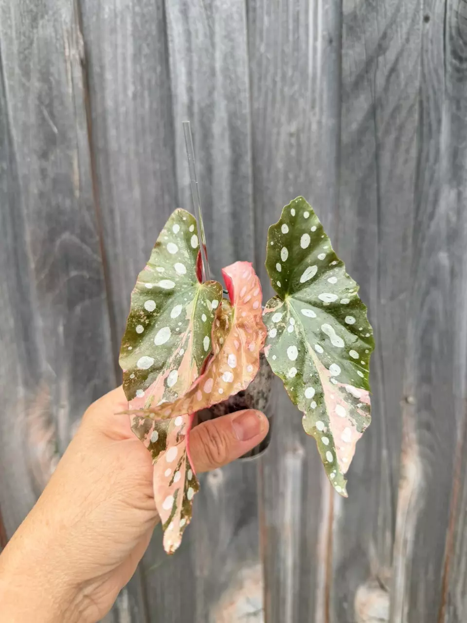 Begonia maculata pink variegation slightly rooted active gro thumbnail